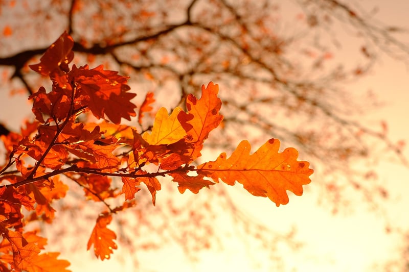 Fall garden