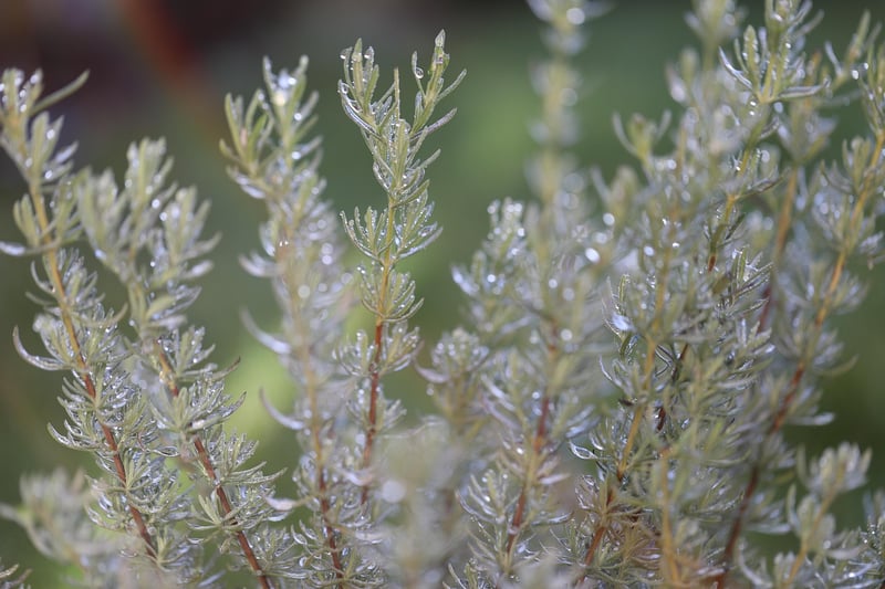 Fresh rosemary plant
