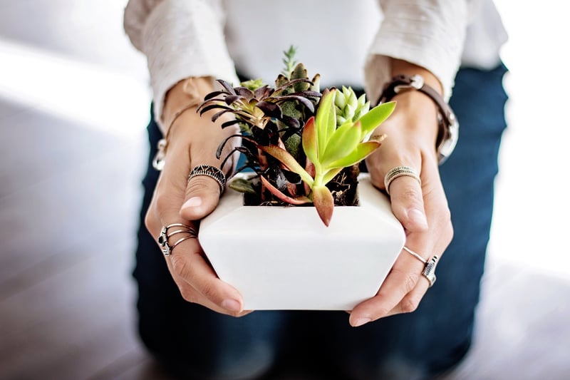 Succulent Wall Art