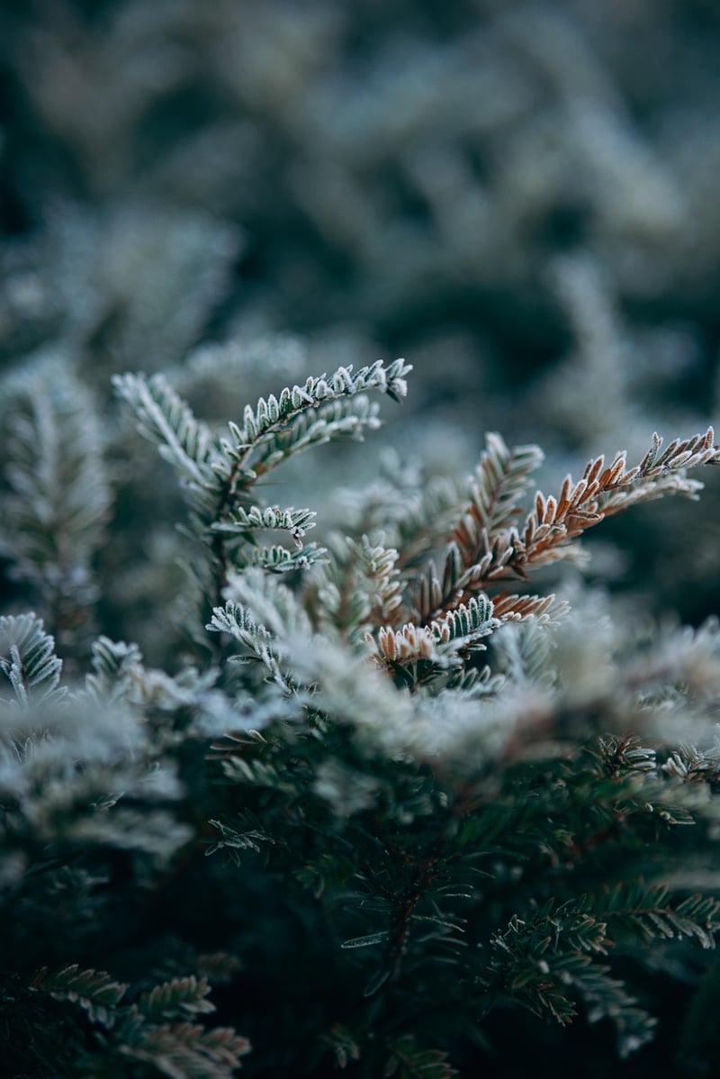 Winter garden